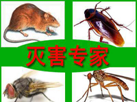 怎樣預防老鼠？